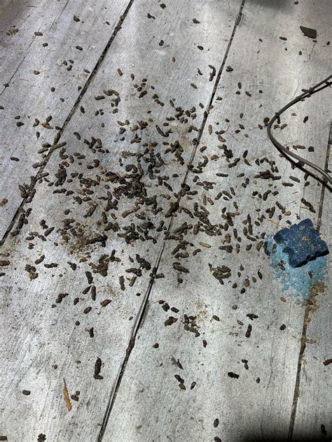 what is bat feces called|Identifying Bat Feces .